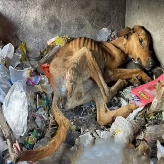 A Journey from Abandonment to Hope: The Heartwarming Recovery of a Rescued Puppy in Greece