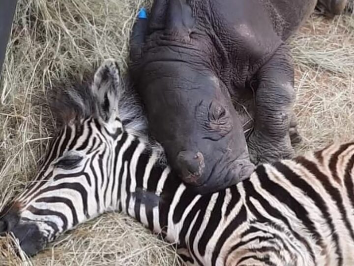 Unlikely Survivors: The Heartwarming True Story of an Orphan Rhino and Zebra Who Forged an Unbreakable Bond