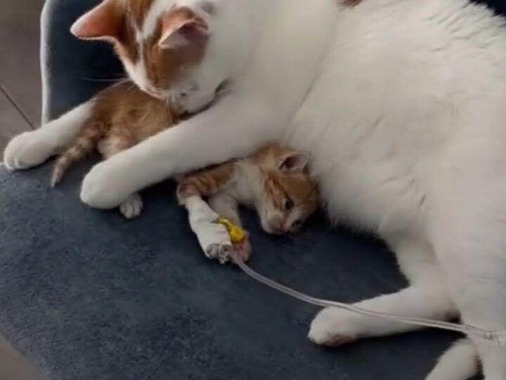 From Rescued to Rescuer: The Inspiring True Story of Rico, the Cat Who Heals Other Animals