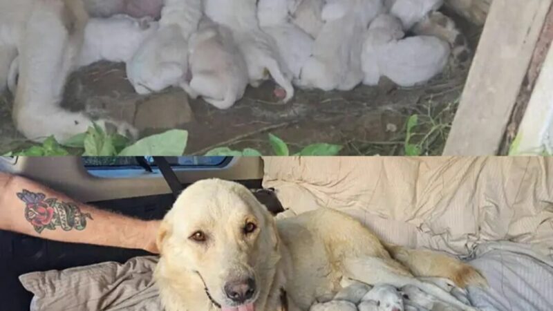 From Despair to Hope: The Incredible Survival Story of a Mother Dog and Her 11 Rescued Puppies