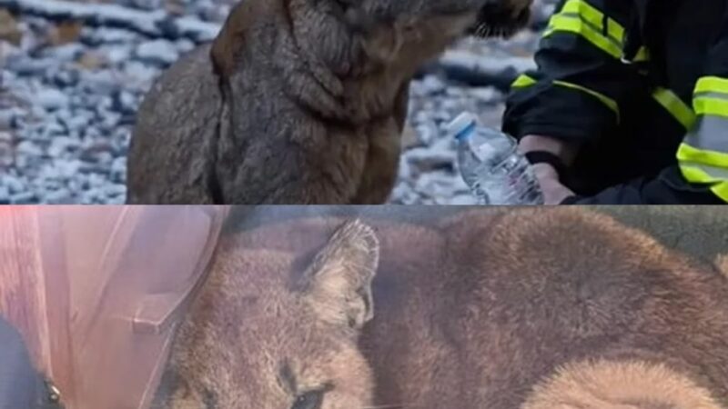 The Whisper in the Flames: A Firefighter’s Unforgettable Encounter With a Mountain Lion