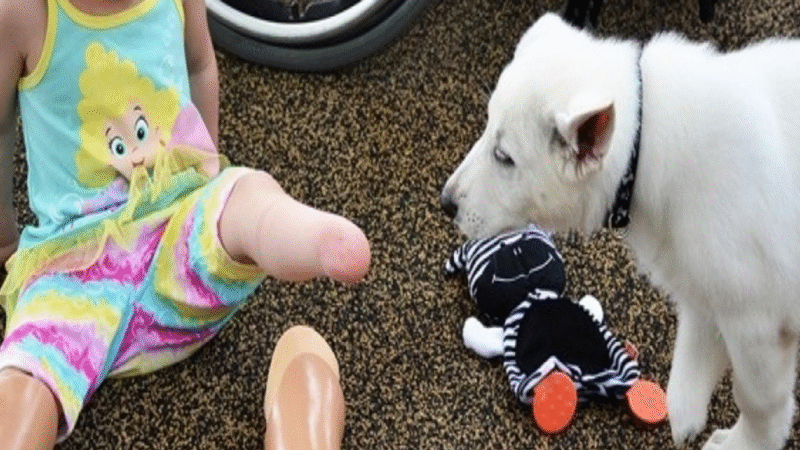 A Toddler Without Feet and a Puppy Missing a Paw: A Bond Beyond Words
