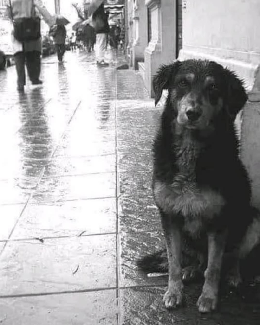 One Rainy Night: How a Simple Act of Kindness Saved a Life and Forged an Unbreakable Bond