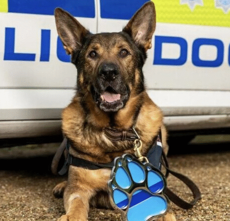 A Watchman’s Heart: The Unretired Heroism of Police Dog Bear