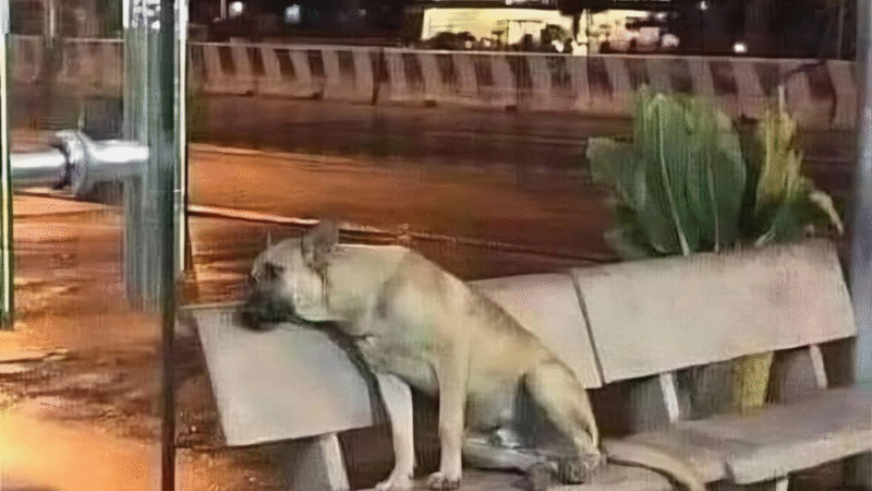 Where Loyalty Waits