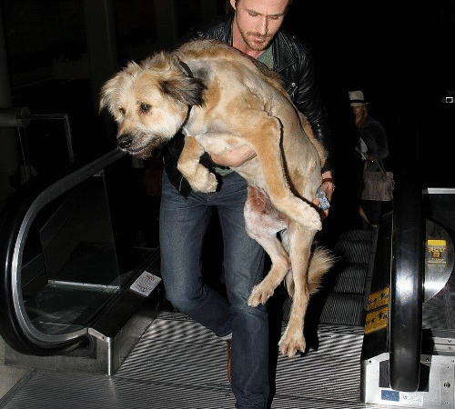 The Unseen Bond: How a Scruffy Dog Redefined Love