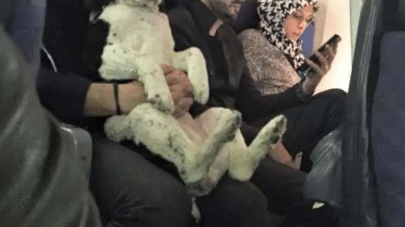 Two Seats for Bruno: A Journey of Compassion