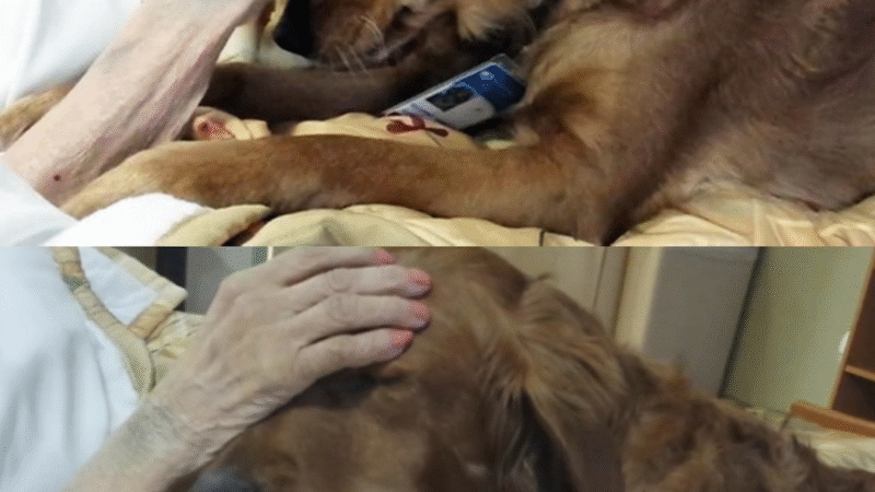 The Healing Heart of JJ: A Golden Retriever Who Comforts Souls in Their Final Moments