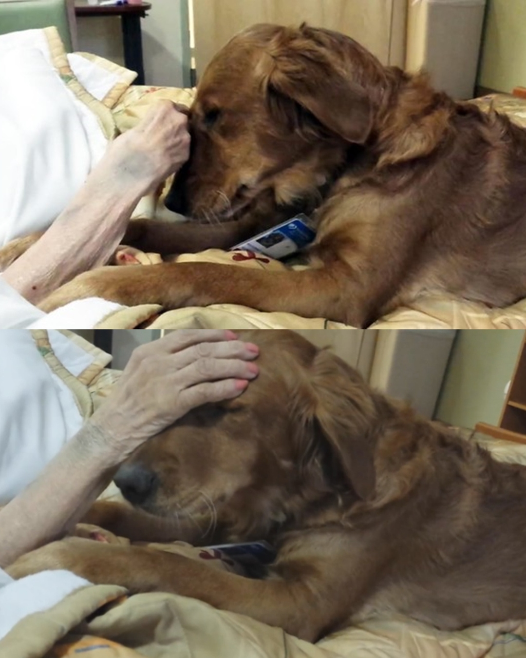 The Healing Heart of JJ: A Golden Retriever Who Comforts Souls in Their Final Moments