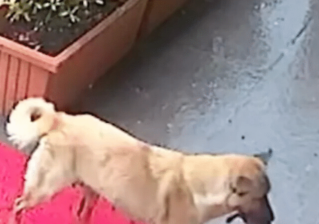 The Unspoken Promise: A Mother’s Hope on a Vet’s Doorstep