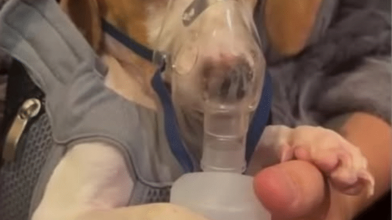 Echoes of a Second Chance: The Unspoken Symphony of Tunico