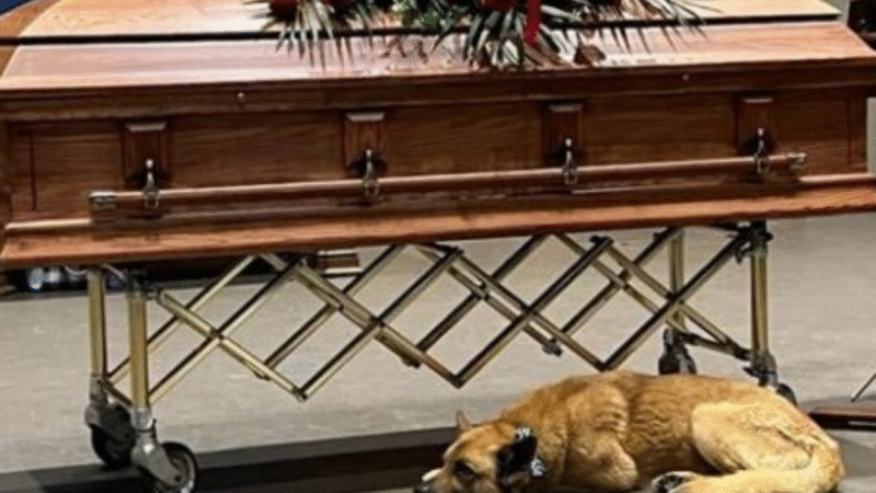 A Song of Silence: The Unspoken Farewell to a Canadian Troubadour