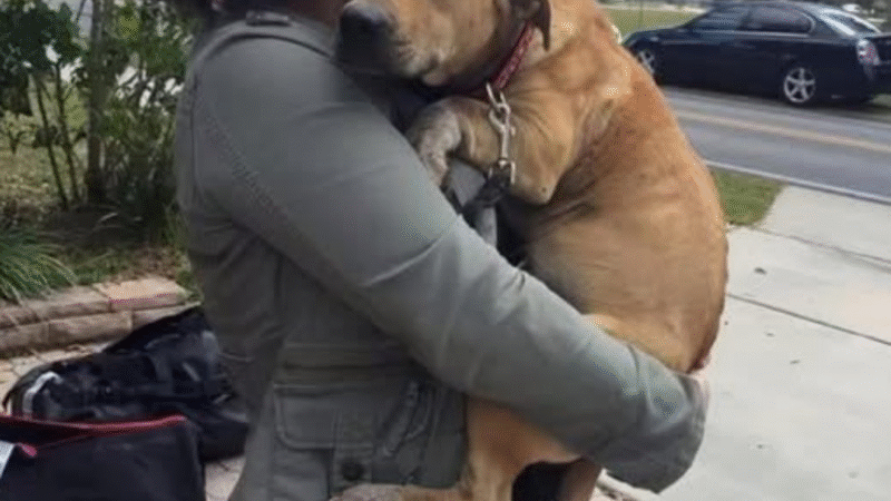 The Unfolding of Willow