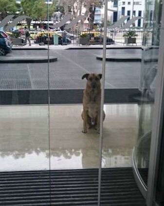 The Dog Who Waited: Rubio’s Unbreakable Bond with Olivia