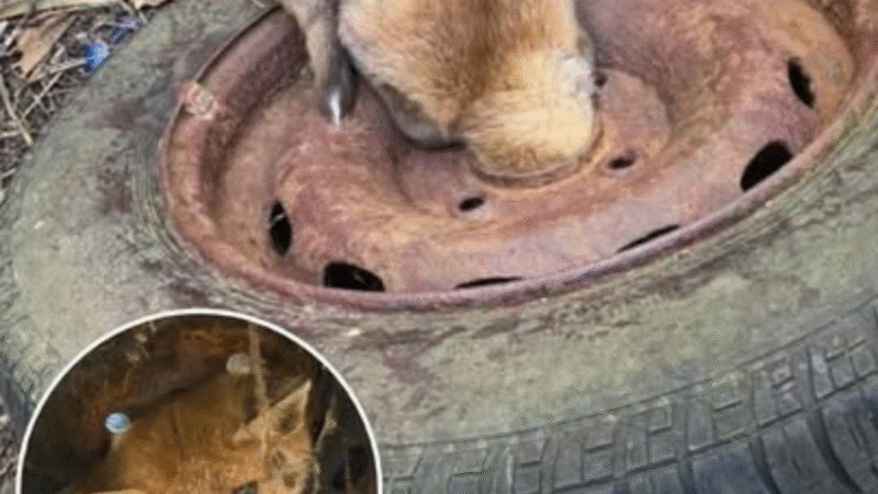 The Scar That Taught a Fox Compassion: An Unforgettable Story of Survival