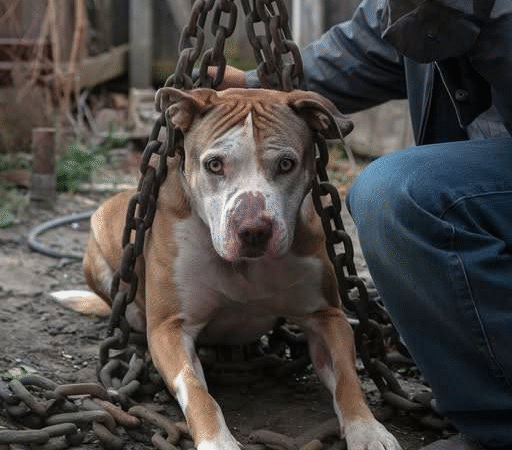 Echoes of a Silent Suffering: Jasper’s Journey and the Unyielding Fight for Justice