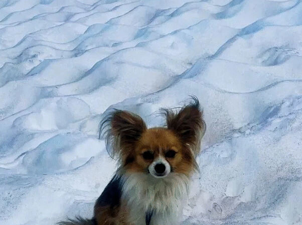Echoes in the Ice: A Chihuahua’s Alpine Vigil