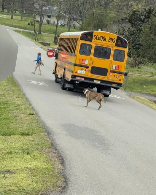 Lucky, the Guardian of the Bus Stop: A Story of Loyalty and Love
