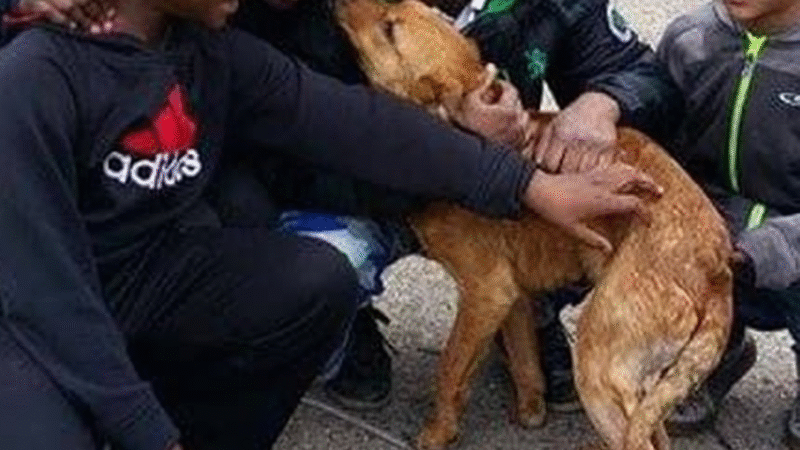 Four Boys, Three Dogs, and a Lesson in Courage