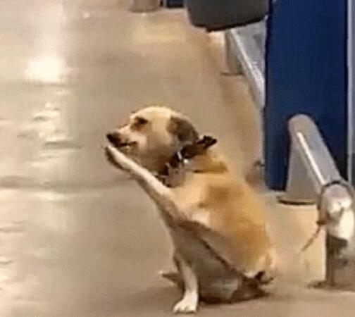 The Sweetest Greeter Outside a Supermarket