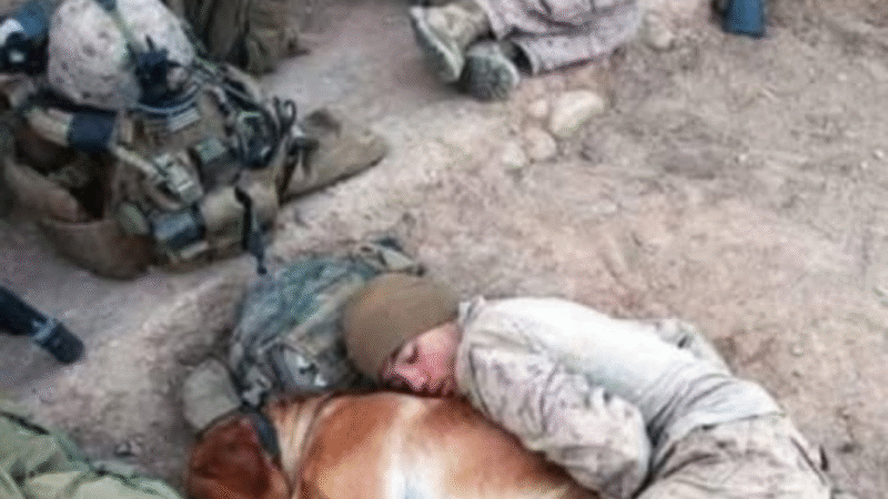 The Last Stray in Al-Qaim