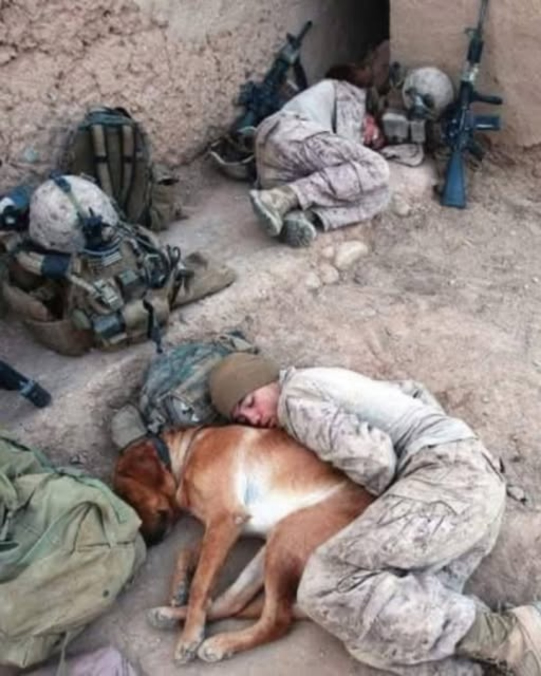 The Last Stray in Al-Qaim