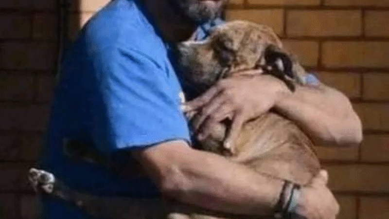 The Echo of a Paw Print