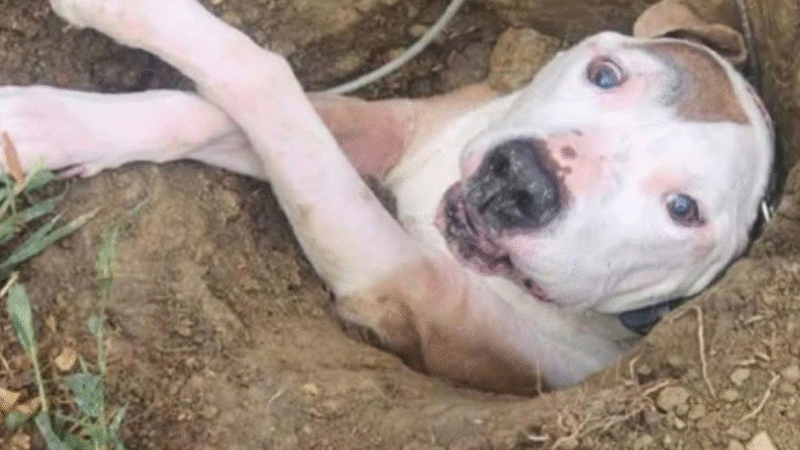 A Gate Ajar, A Family’s Journey Home