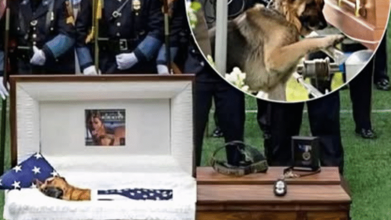 A Silent Salute: The Unspoken Bond of a K9 Hero