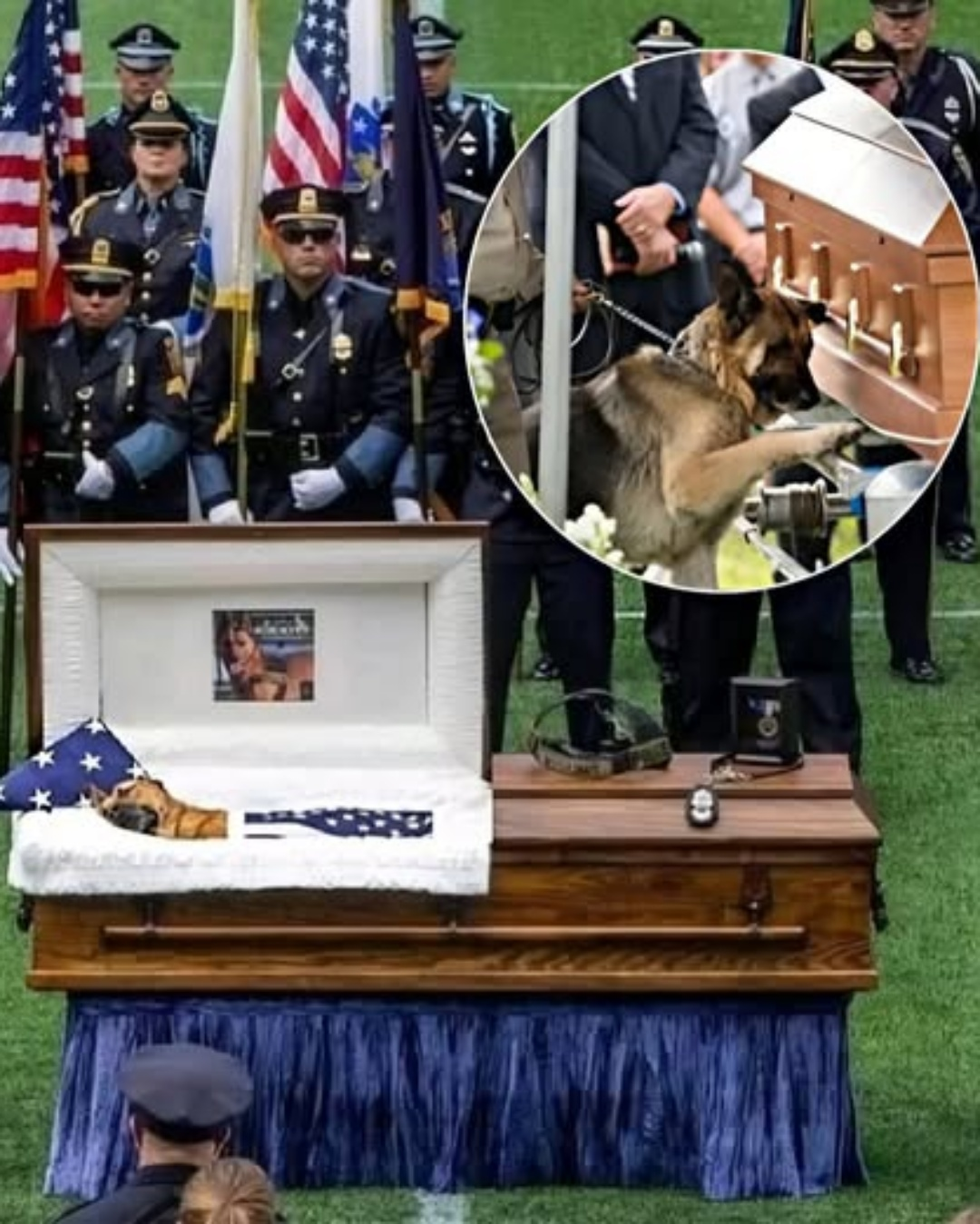 A Silent Salute: The Unspoken Bond of a K9 Hero