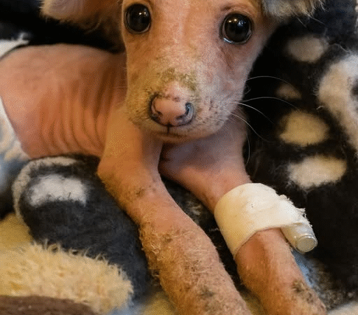 From Frozen Silence to Joyful Bark: The Unbreakable Spirit of Tucu