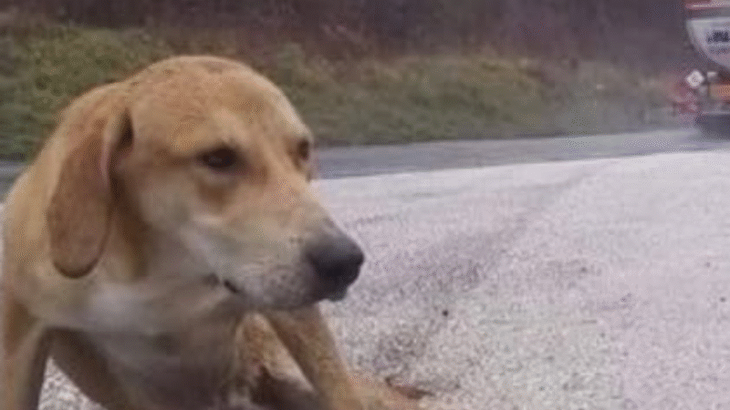 The Echo of the Rain