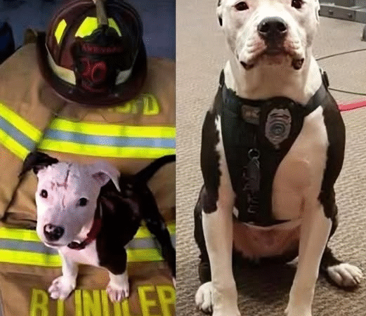 From Embers to Emblem