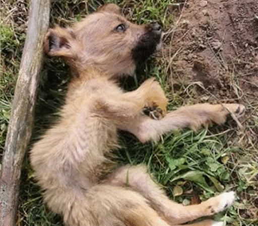 The Whisper That Saved a Life: Biscuit’s Journey from the Shadows to a Second Chance