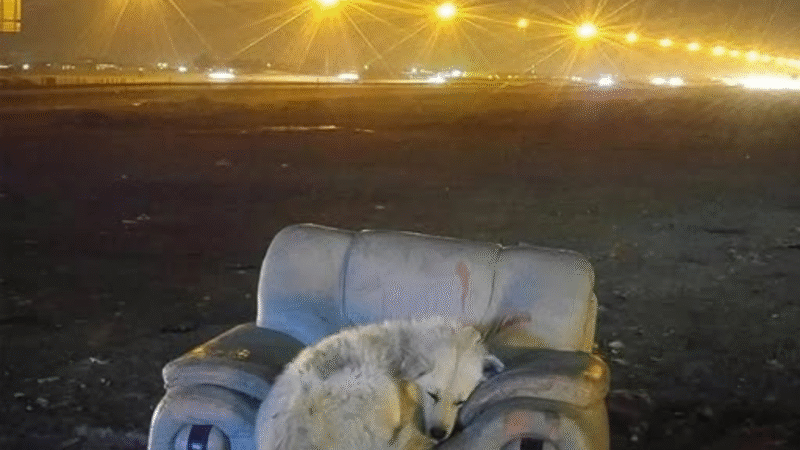 Beyond a Fleeting Glance: The Unspoken Plea of a Roadside Survivor and the Compassion It Asks of Us