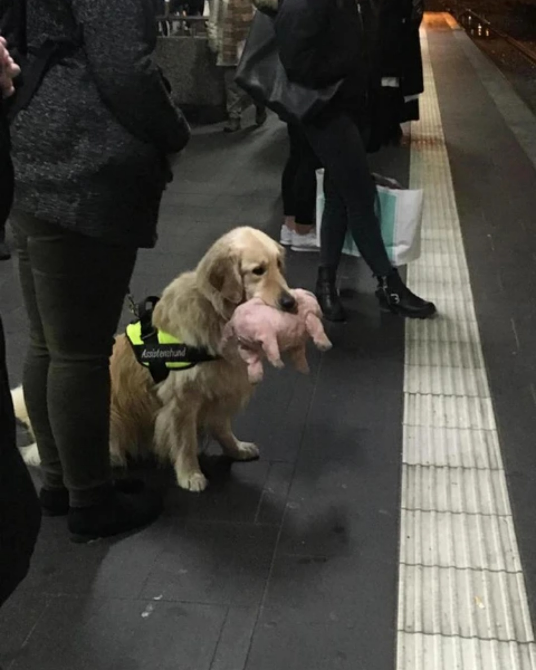 More Than a Hero: The Heartwarming Secret Life of an Assistance Dog