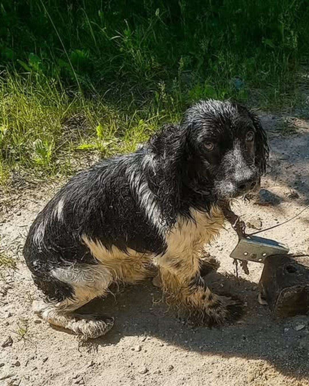 The Unbreakable Spirit: How a Dog Left for Dead Became a Symbol of Hope