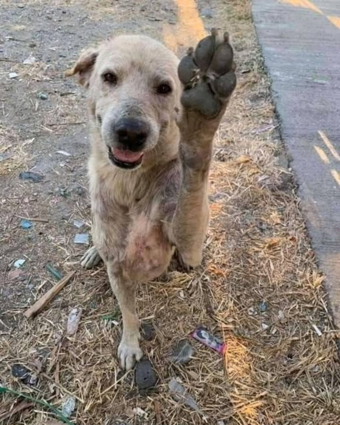 The Paw He Lifted: How One Scarred Stray Dog Transformed My Life