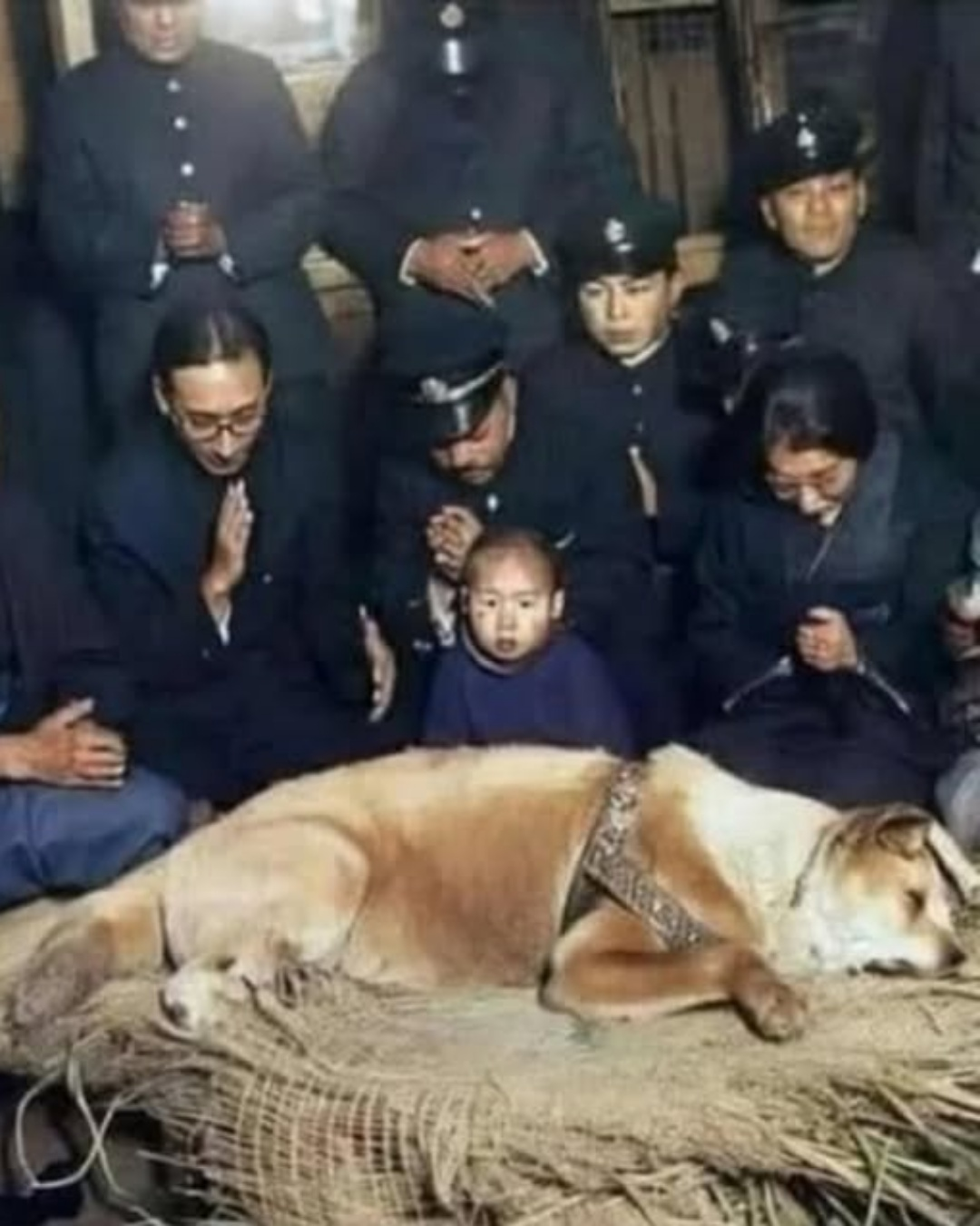 The Soul of Shibuya: How One Dog’s 10-Year Vigil Became a Symbol of Unconditional Love