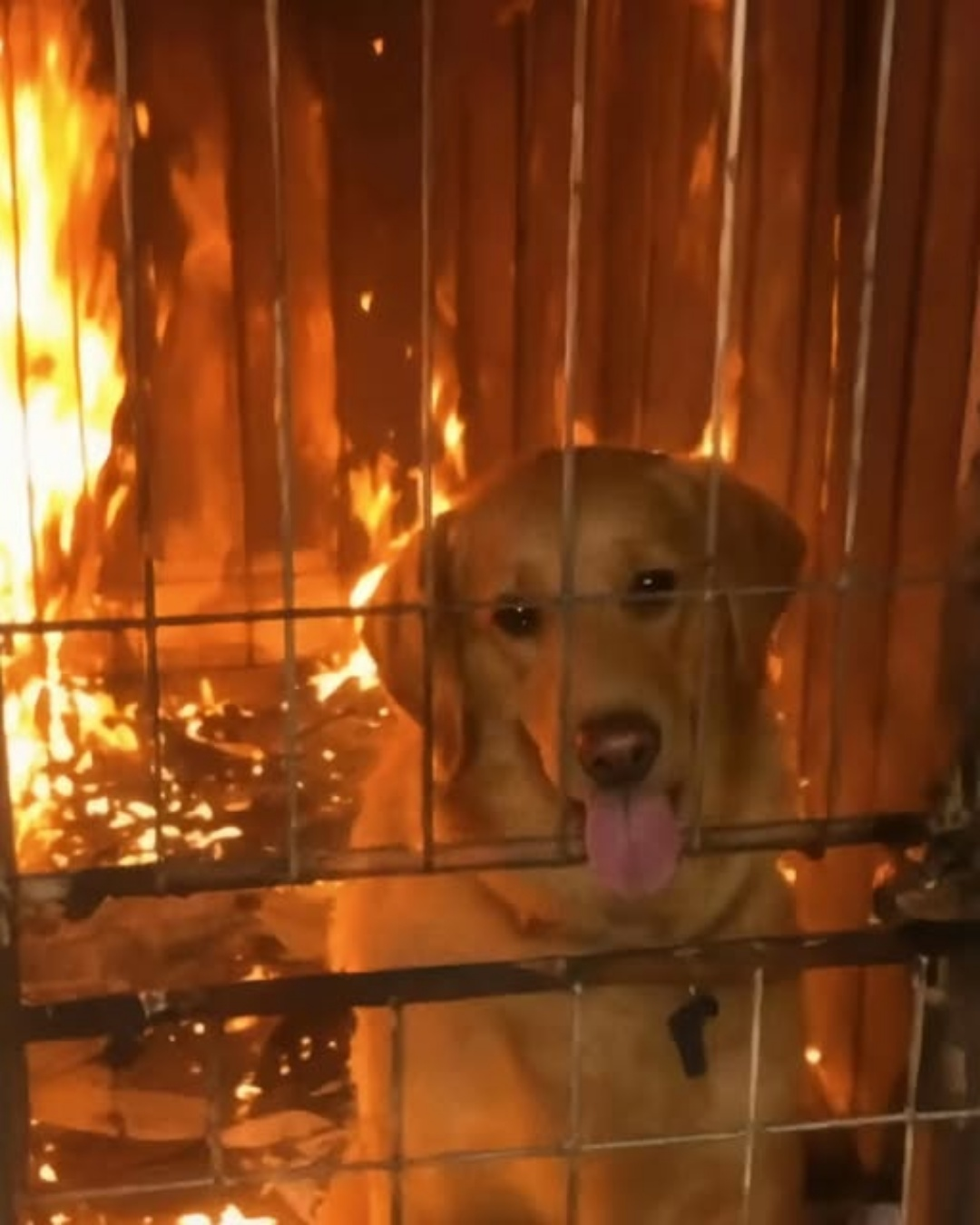 The Bark That Cut Through Flames: A Hero’s Story of a Miraculous Fire Rescue