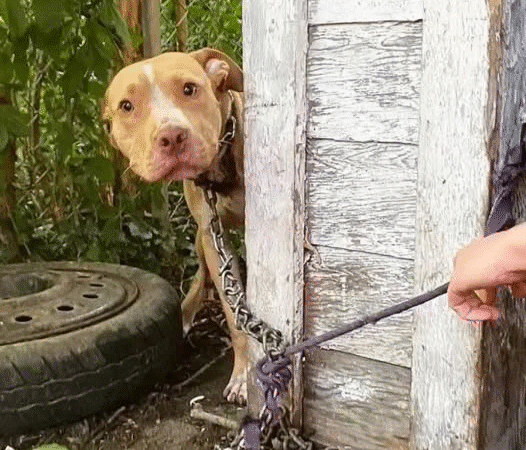 From Chains to a Second Chance: The Unbreakable Spirit of a Rescued Detroit Dog