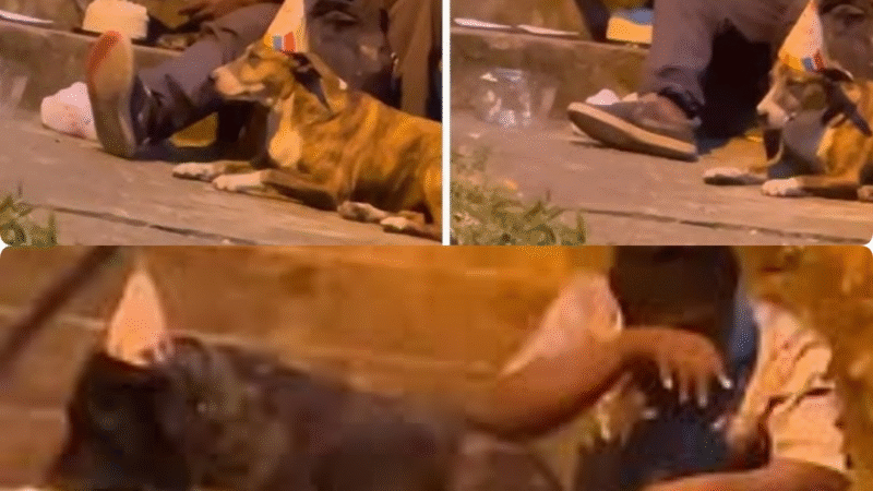 He Had Nothing, But His Dog’s Birthday Party Taught a City Everything About Love