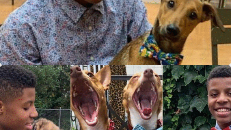 Stitching a Second Chance: How a Young Boy’s Bow Tie Mission is Transforming Animal Adoption