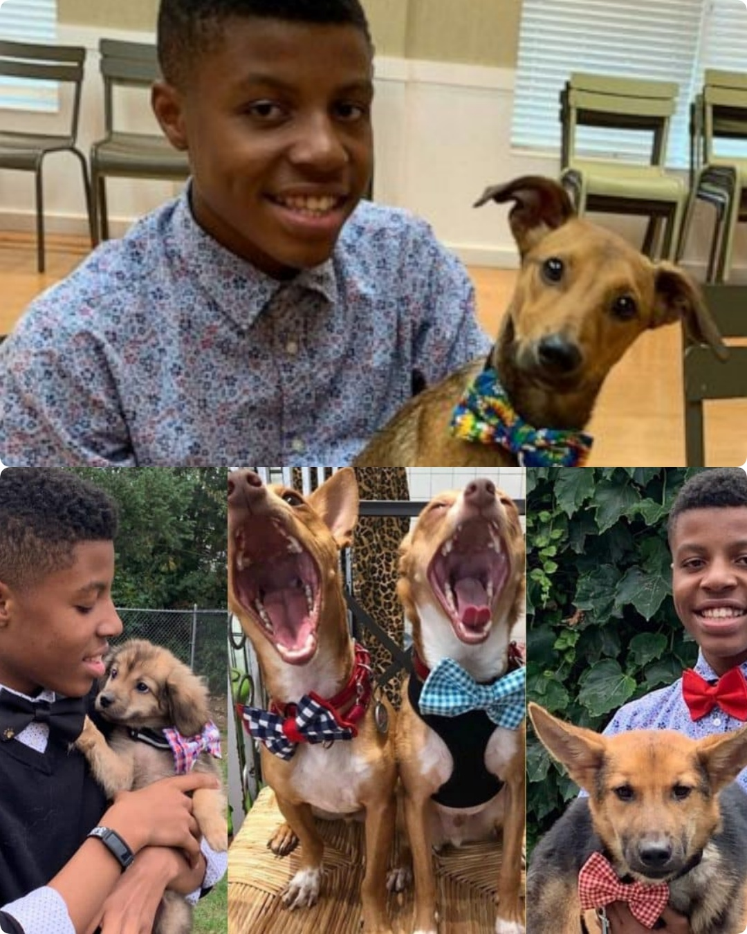 Stitching a Second Chance: How a Young Boy’s Bow Tie Mission is Transforming Animal Adoption