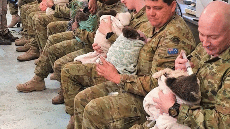 From Battlefields to Gum Trees: The Untold Story of Veterans Finding Healing by Rescuing Koalas
