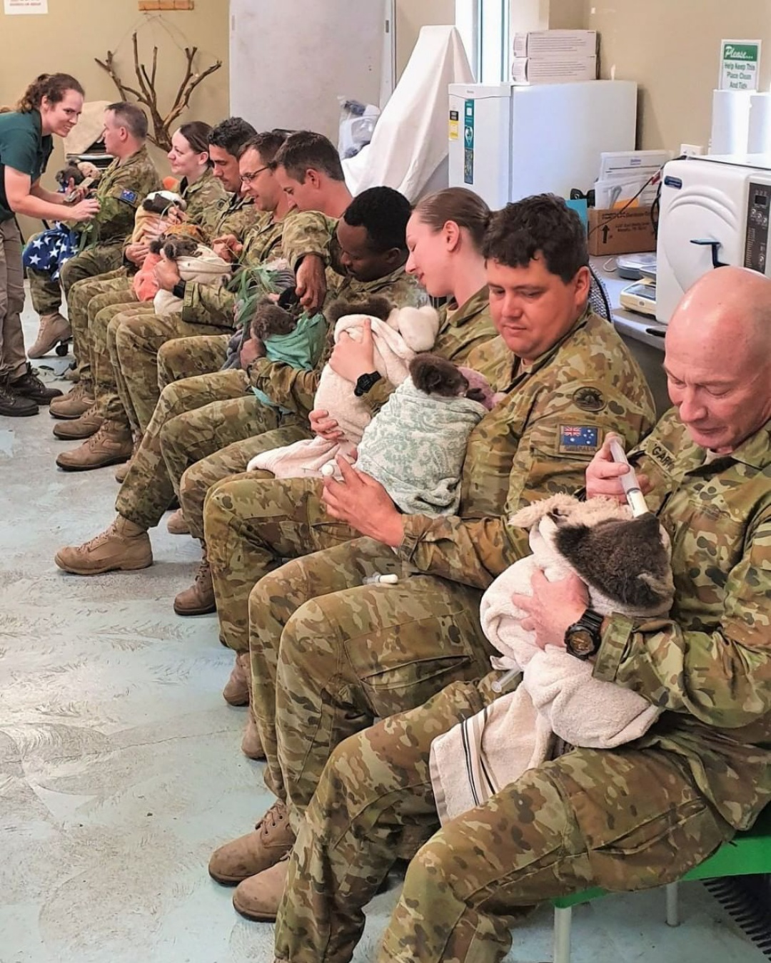 From Battlefields to Gum Trees: The Untold Story of Veterans Finding Healing by Rescuing Koalas