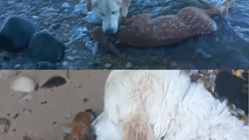A Golden Heart: How Storm the Dog Saved a Drowning Fawn