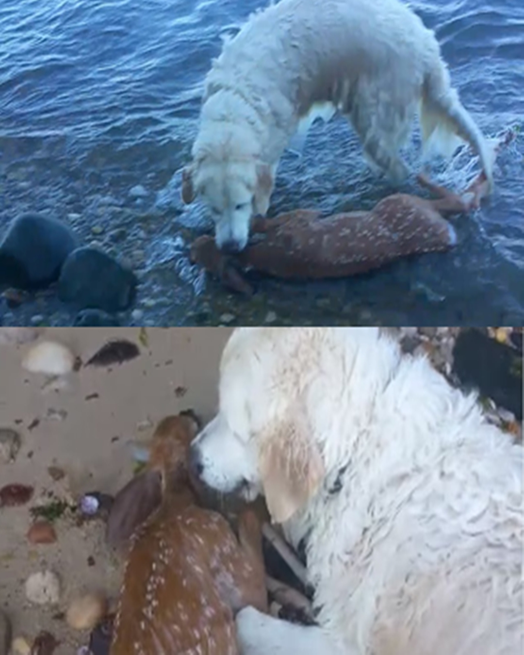 A Golden Heart: How Storm the Dog Saved a Drowning Fawn