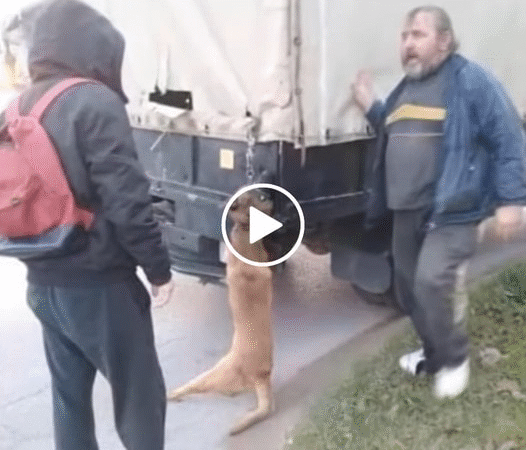 Unveiling the Journey: From Desperation to Salvation – The Fate of 269 Dogs..d