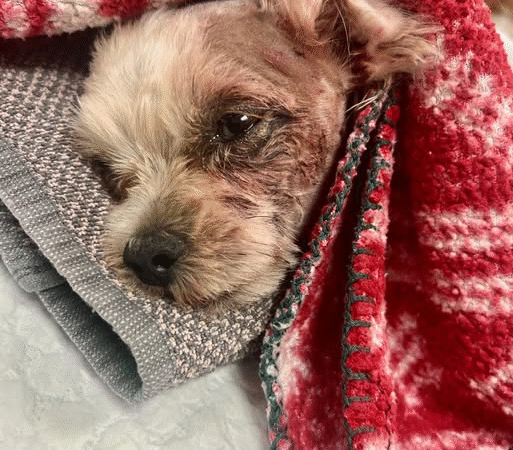 Dog snatched by coyote found alive hours later: ‘It’s a miracle..v